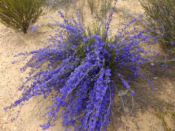 341_dampiera_sacculata_dscf7964.jpg