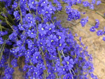 341_dampiera_sacculata_dscf7969.jpg