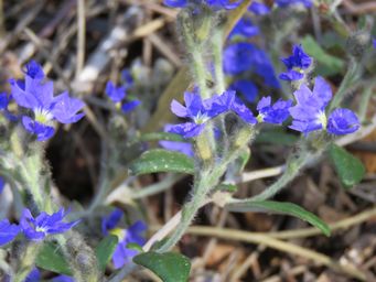 341_dampiera_salahae_img_2047.jpg