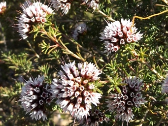 341_darwinia_capitellata_dscf0145c.jpg