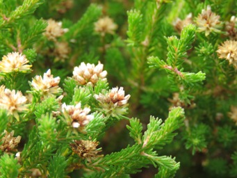 341_darwinia_diosmoides_img_1249.jpg