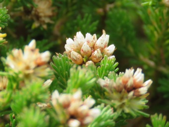 341_darwinia_diosmoides_img_1250c.jpg