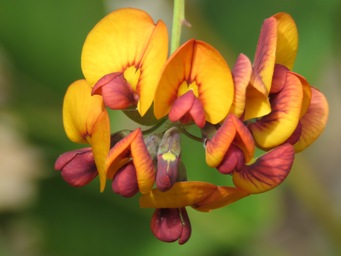 341_daviesia_cordata_img_3604c.jpg