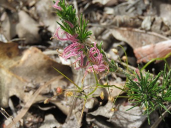 341_desmocladus_fasciculatus_img_4172.jpg
