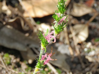 341_desmocladus_fasciculatus_img_4175.jpg
