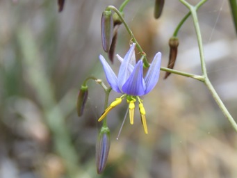 341_dianella_revoluta_img_5079c.jpg