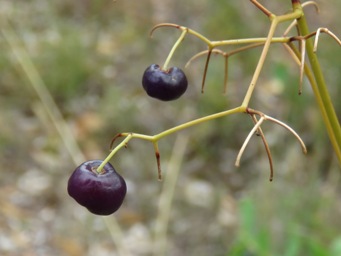 341_dianella_revoluta_seed_pod_img_6218c.jpg