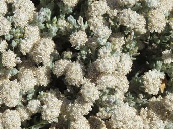 341_dicrastylis_corymbosa_img_9626.jpg