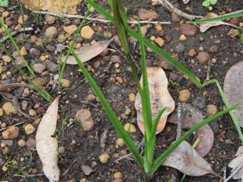 341_diuris_foliage_img_4799cs.jpg