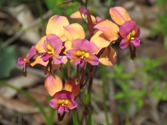 341_diuris_img_6676c.jpg