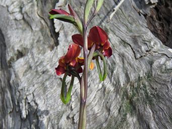 341_diuris_longifolia_img_0564.jpg