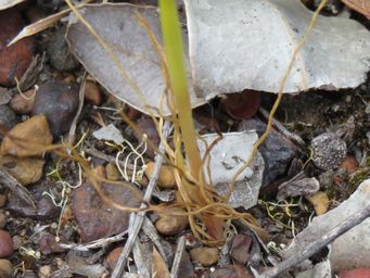 341_diuris_setacea_foliage_img_7842c.jpg