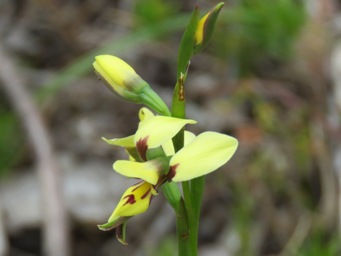 341_diuris_setacea_img_3914c.jpg