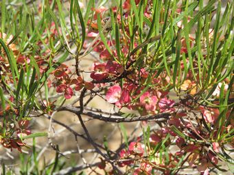 341_dodonaea_img_9303.jpg