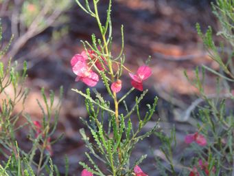 341_dodonaea_lobulata_img_0816c.jpg