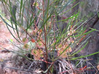 341_dodonaea_viscosa_ausgustissima_img_9567.jpg