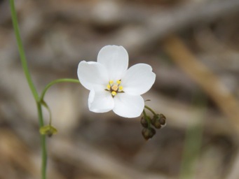 341_drosera_gigantea_img_6317c.jpg