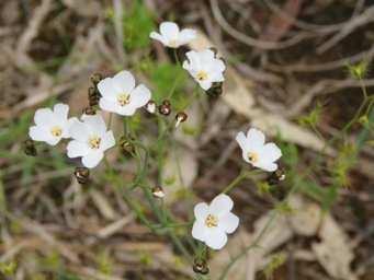 341_drosera_gigantea_img_6318c.jpg