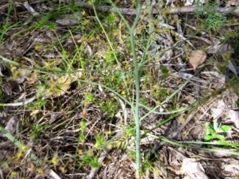 341_drosera_gigantea_stem_img_3500s.jpg