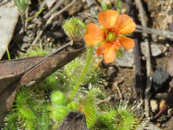 341_drosera_glanduligera_img_0783c.jpg