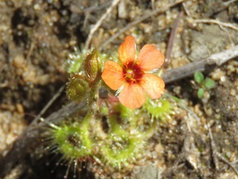 341_drosera_glanduligera_img_4286c.jpg