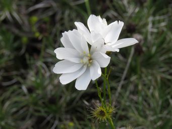 341_drosera_heterophylla_img_2764.jpg