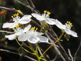 341_drosera_macrantha_img_5625c.jpg