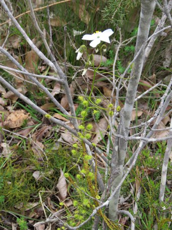 341_drosera_macrantha_img_6405s.jpg