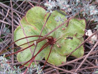 341_drosera_macrophylla_img_2865ca.jpg