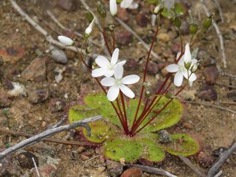 341_drosera_macrophylla_img_2870.jpg