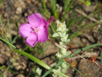 341_drosera_menziesii_and_pterochaeta_paniculata__img_2654.jpg