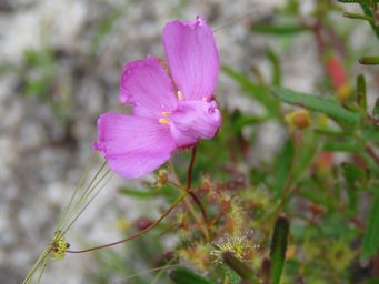 341_drosera_menziesii_img_2100cc.jpg