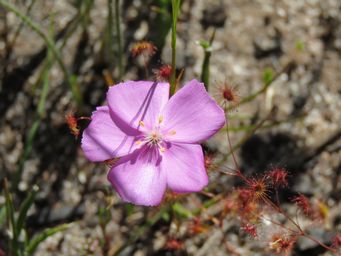 341_drosera_menziesii_img_2675.jpg