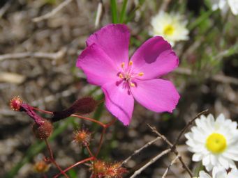341_drosera_menziesii_img_2679c.jpg