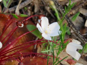 341_drosera_monantha_sk_img_8431a.jpg
