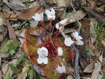 341_drosera_monantha_sk_img_8435a.jpg