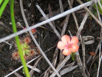 341_drosera_pulchella_orange_img_9991ca.jpg