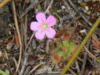 341_drosera_pulchella_pink_img_0066ca.jpg