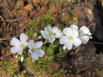 341_drosera_stolonifera_img_9607.jpg