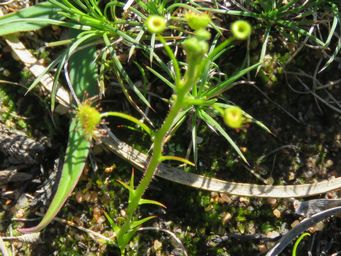 341_drosera_stricticaulis_img_9741sc.jpg