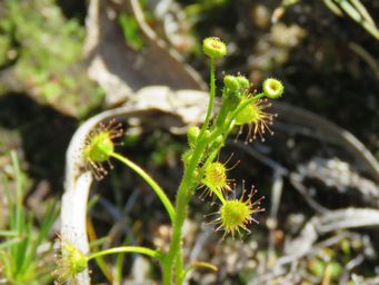 341_drosera_stricticaulis_img_9742sc.jpg