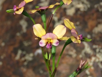 341_duris_img_6542.jpg