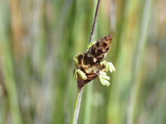 341_ecdeiocolea_monostachya_img_2062c.jpg