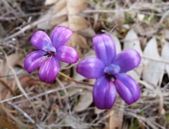 341_elythranthera_brunonis_cs.jpg