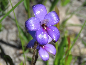 341_elythranthera_brunonis_img_2710c.jpg