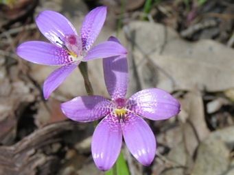 341_elythranthera_emarginata_img_2250c.jpg