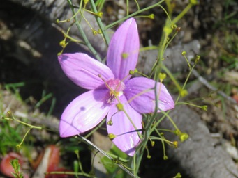 341_elythranthera_emarginata_img_2931c.jpg