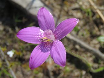 341_elythranthera_emarginata_img_2935c.jpg