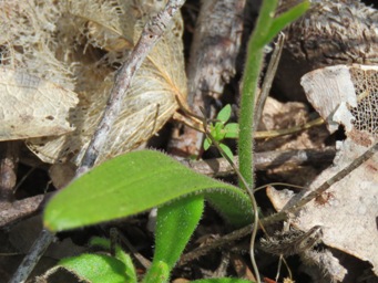 341_elythranthera_emarginata_leaf_img_2256c.jpg
