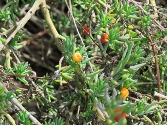 341_enchylaena_tomentosa_westonia_img_8737.jpg
